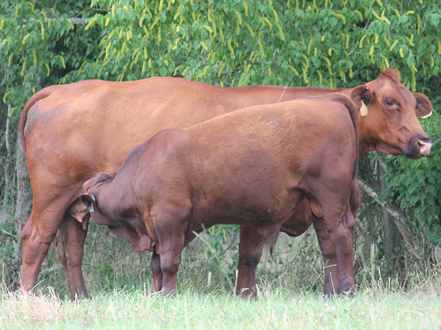 RDF 4239 (with 6 month old bull calf Big Mac)